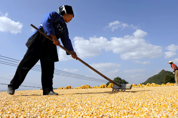 Landwirtschaft China - Getreideernte
